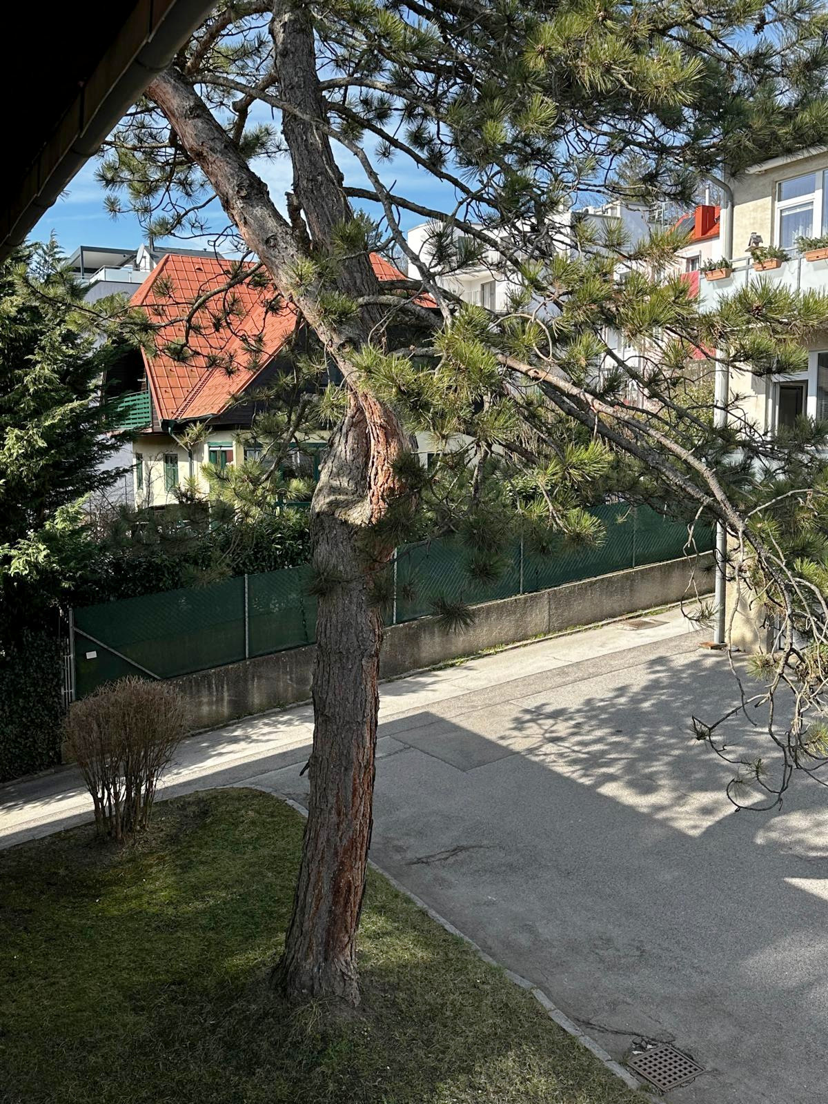 Blick aus der Wohnung auf den alten Baumbestand und die ruhige Straße